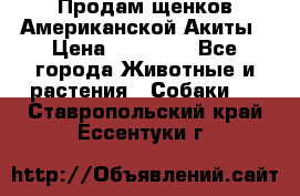 Продам щенков Американской Акиты › Цена ­ 25 000 - Все города Животные и растения » Собаки   . Ставропольский край,Ессентуки г.